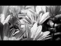 Donna Lewis - Fools Paradise