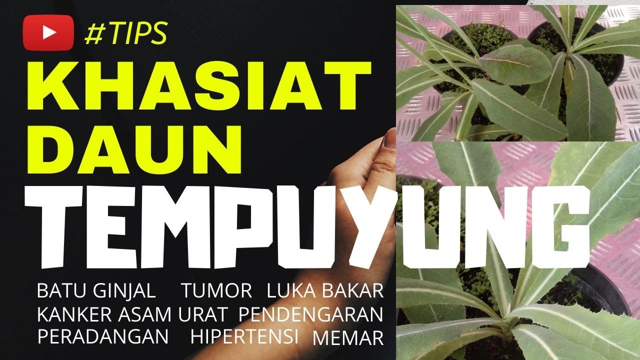 TERNYATA DAUN TEMPUYUNG BANYAK KHASIATNYA... 