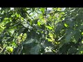 Garden update