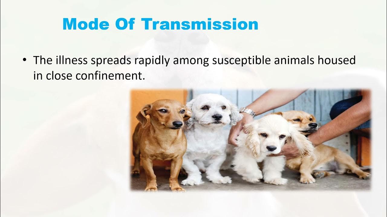 kennel cough, Infectious Tracheobronchitis Of Dogs YouTube