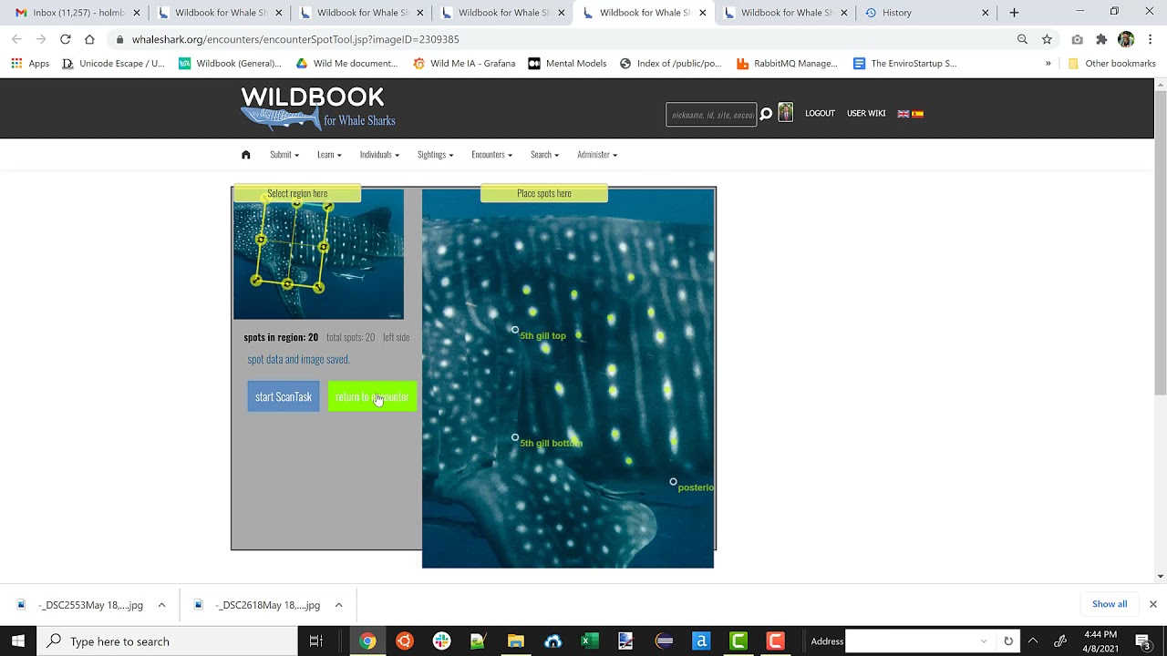 Spot Mapping Whale Sharks in Sharkbook