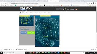 Spot Mapping Whale Sharks in Sharkbook