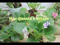 Мои фиалки в середине января