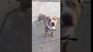 Meet Thumper A Terrier Currently Available For Adoption At Petango 4192017 74719 Am