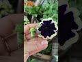 algumas novidades no mercado da terra 🌎 para seu Jardim #plantas #flores #lindås #natureza #jardim