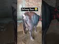 Buffalo Delivery Time Buffalo Giving Birth A Baby Calf mp3