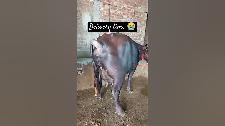 Buffalo Delivery Time 😭Buffalo giving birth a baby calf