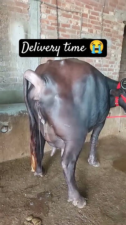 Buffalo Delivery Time 😭Buffalo giving birth a baby calf