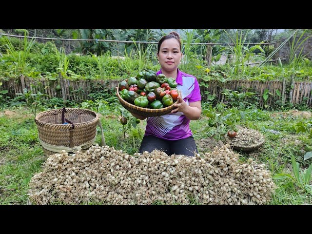 Harvest Tubers & Bell Pepper At Garden Goes to market sell - Cooking - Lý thị Ca class=