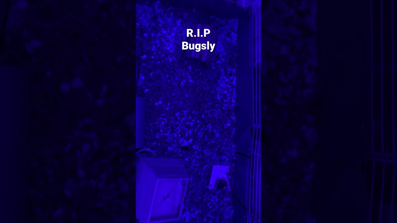 Rest in peace she died in her sleep R.I.P 🙏😭