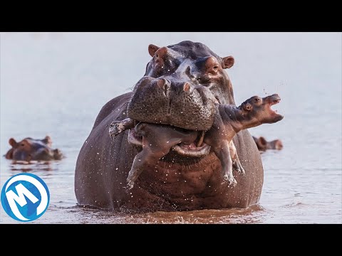 Vídeo: O Desenvolvedor Do Pid Anuncia Shelter, No Qual Você Interpreta A Mãe De Uma Ninhada De Filhotes