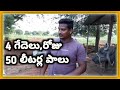 Huge profit in buffalo dairy farming in telugu |buffalo dairy farm |