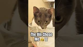 Senna, the Garbage Kitty 🗑️👑