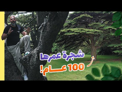  96 أقدم شجرة أرز في لبنان      ذكريات لبنان