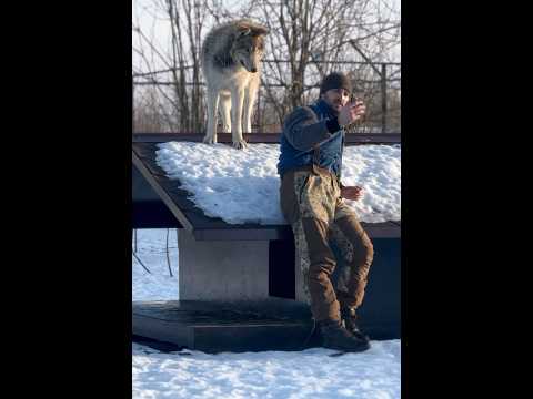 СПАСЕННАЯ ВОЛЧИЦА С