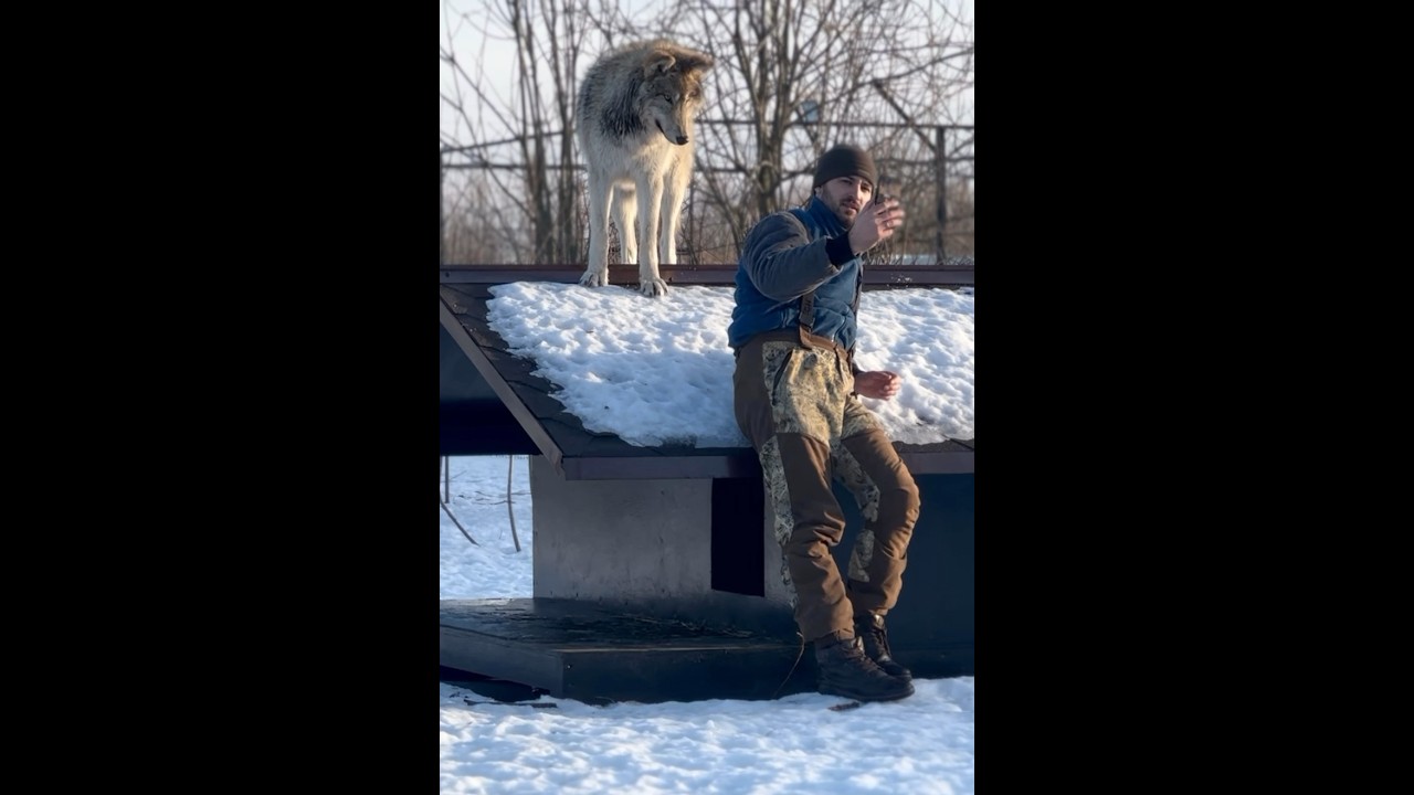 СПАСЕННАЯ ВОЛЧИЦА С САМОЙ ХОЛОДНОЙ ТОЧКИ МИРА 😱 ОЙМЯКОНА 
