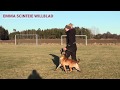 Obedience dog  training with buddy  belgian malinois and emma scinteie willblad 