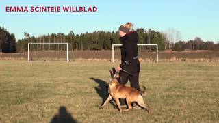 Obedience dog  training with Buddy ( Belgian Malinois )and Emma Scinteie Willblad !!! by Viorel Scinteie Modern Dog Training 7,090 views 4 years ago 1 minute