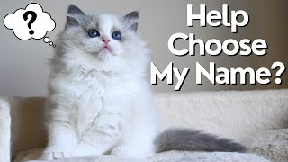 Ragdoll Kitten Needs a Name? So Cute and Fluffy 🐱 by Ring of Fire Ragdolls 979 views 5 months ago 4 minutes, 45 seconds