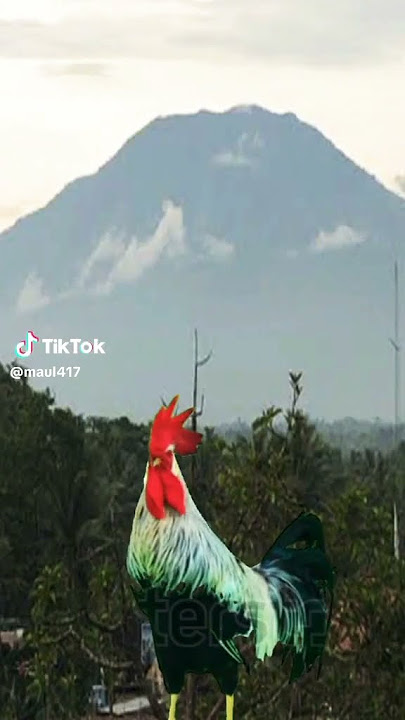 ayo kita ngopi ayam nyuruh kopi