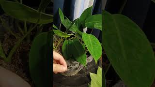 Watch Soil Temptation video