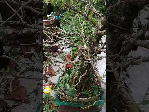 kinalbo #bonsaitree #planetebonsai #garden #ytshorts