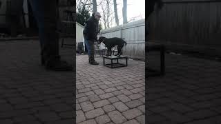 Bergen County Dog Trainer. New Jersey Dog Training. Maia The Labrador Retriever 4Th Session.