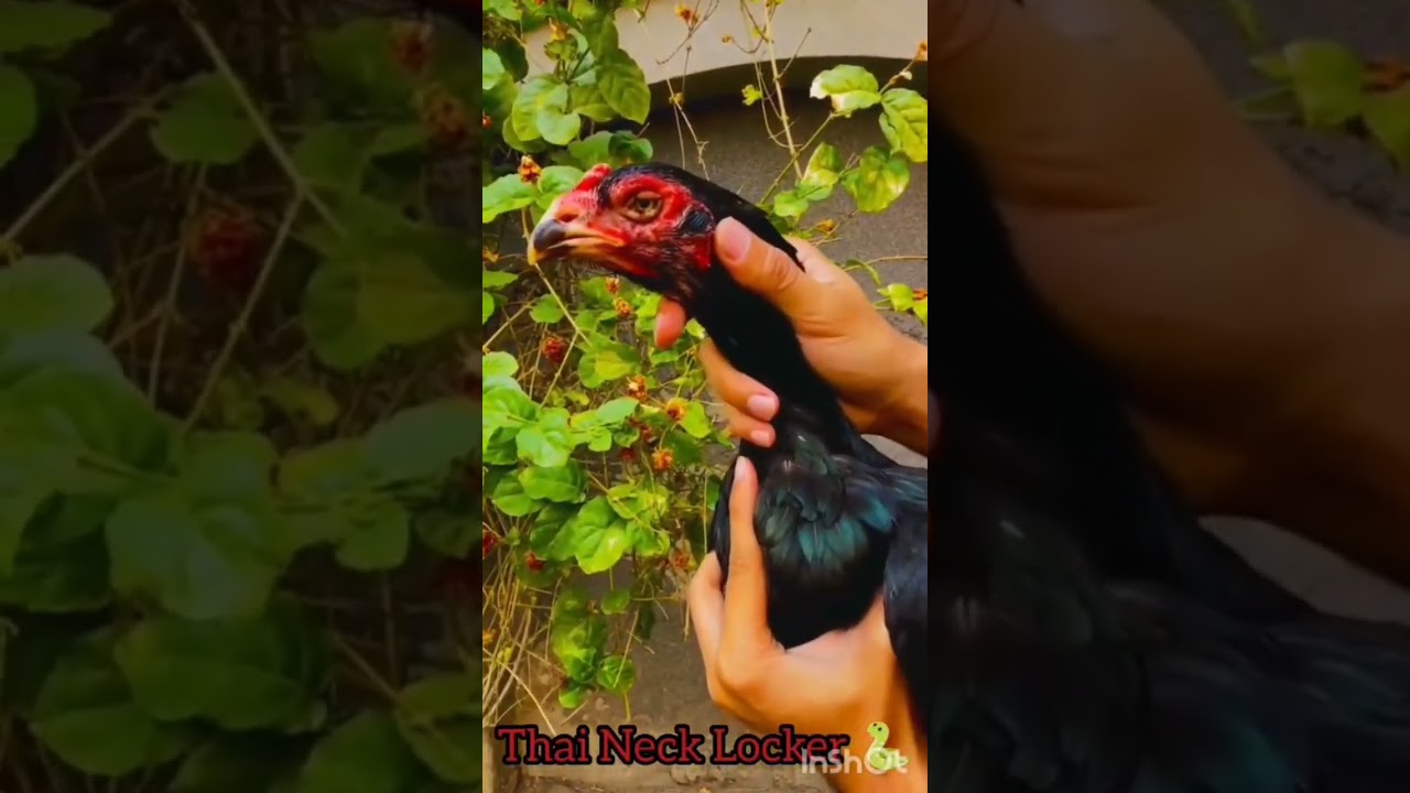 Thai Neck locker 🔒
