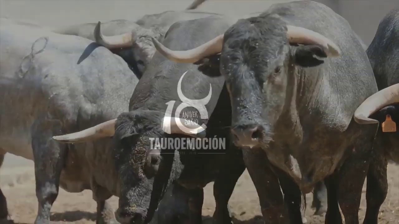 Toros de Adolfo Martín para la corrida del día 4 de agosto de 2019 ...