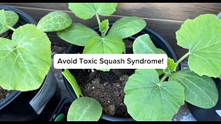 Avoid Toxic Squash Syndrome | Cucurbitacin Poisoning