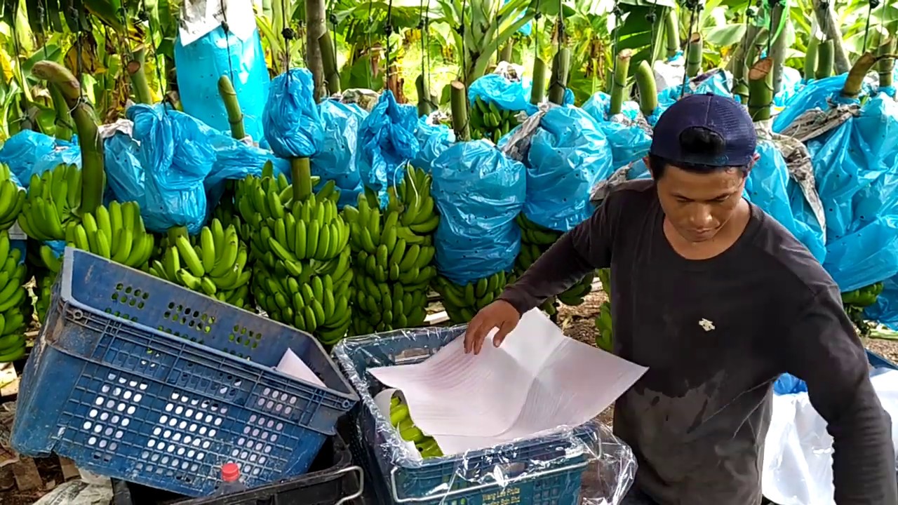 Panen pisang chavendis ....