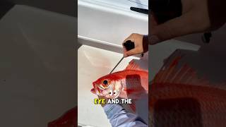 How To Ikejime Your Fish? Take Care Of Your Catch Get Your Ikejime Kit In Our Site.