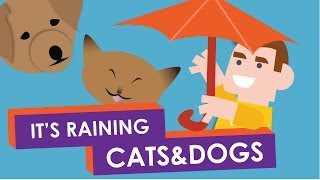 Why do we say: It's Raining Cats and Dogs? by Funk-e Studios 161,936 views 10 years ago 1 minute