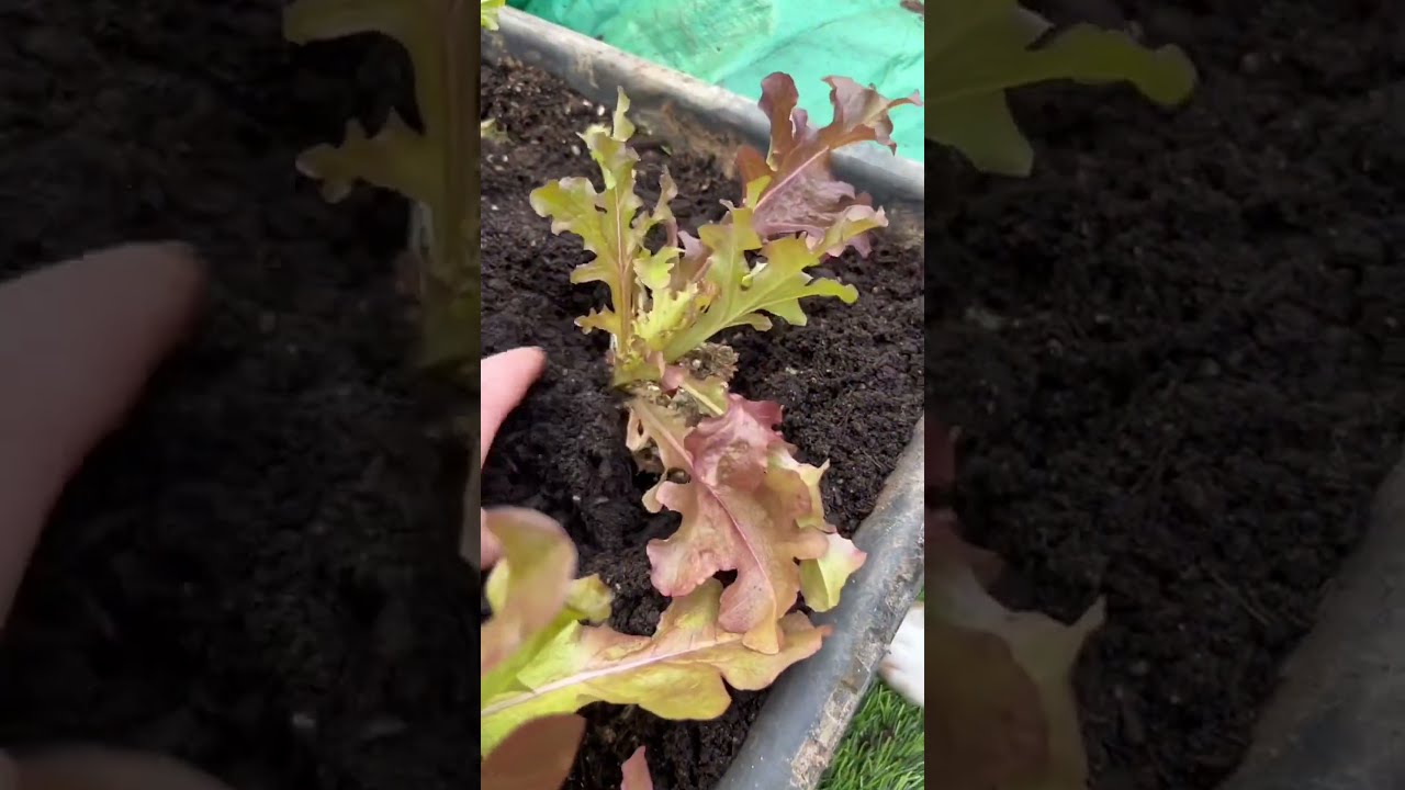 Sage's Lettuce Garden Adventure #gardentok #familytime #freshfood