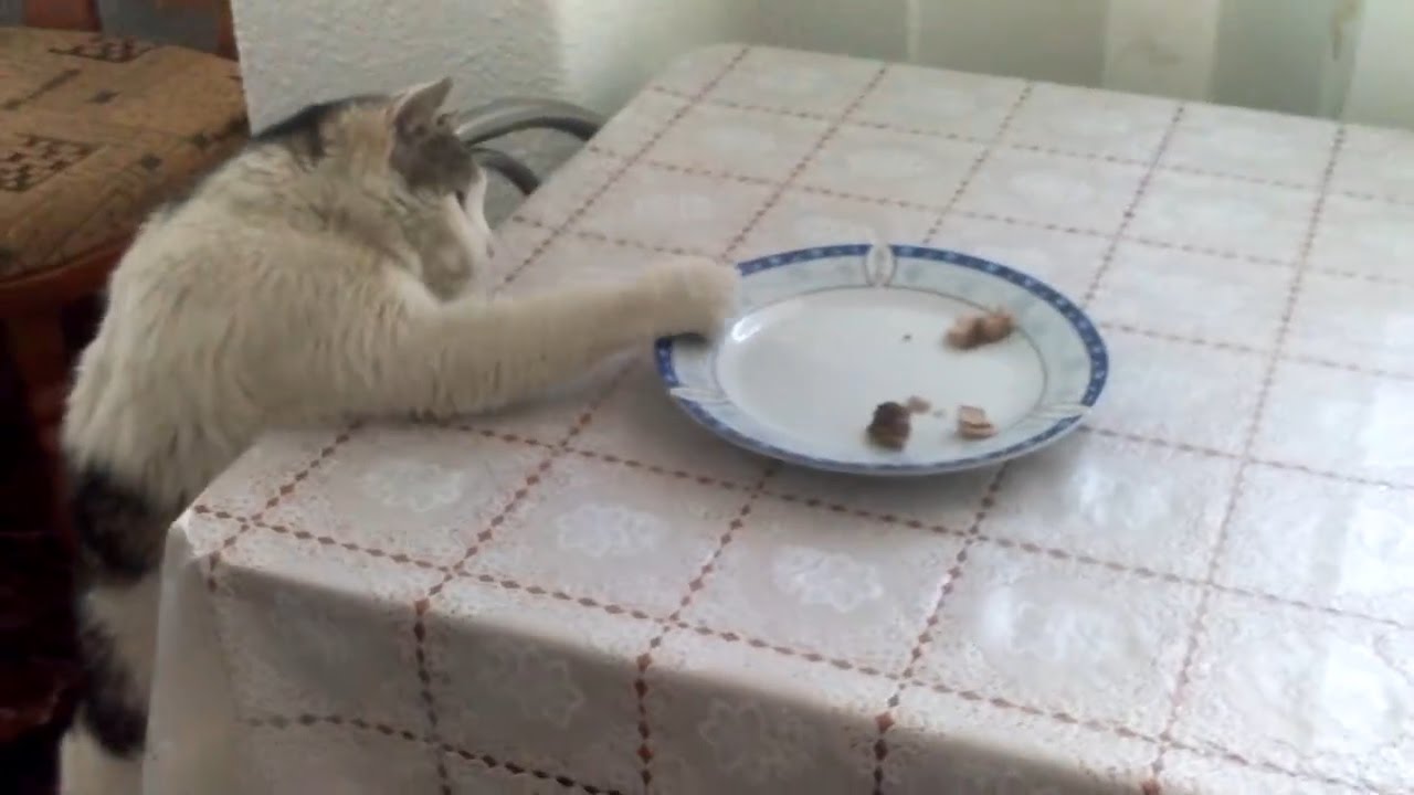 Cat is eating from a plate on the table with its paws funny YouTube