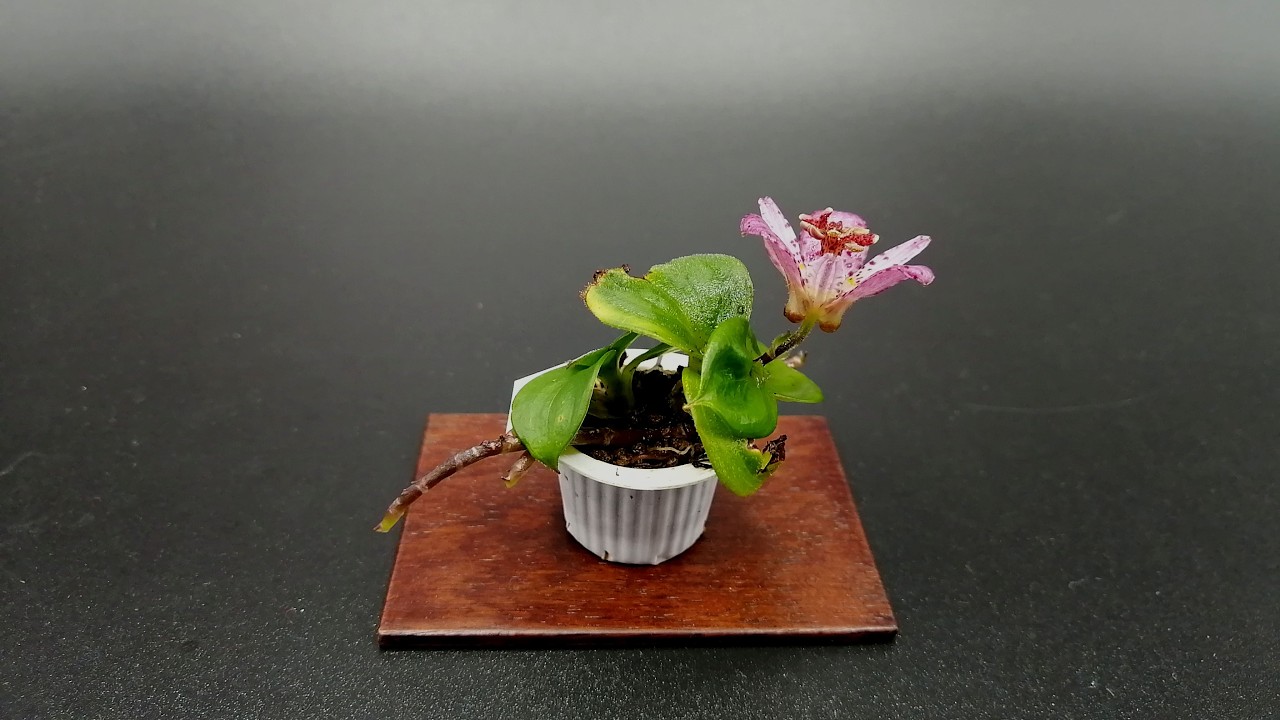 豆盆栽】Tricyrtis hirta Summer Cuttings / ダルマホトトギス 夏の