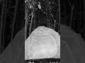 Scary video: Camping in the dark forest. #shortsvideo #horror #scary #scaryforest