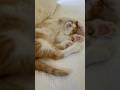 I Took A Nap 仆 Cat I Took A Nap 仆 Cat
