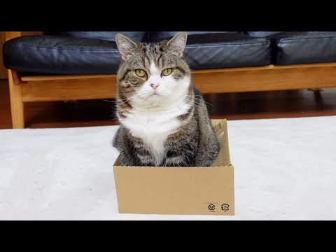 参考にならないお手本を見せるねこ。-Maru's example is not very helpful.-