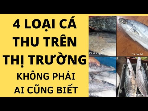 Video: Cá Thu đút Lò: Các Lựa Chọn Khác Nhau