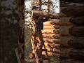 Elevated Log Cabin Build 🌲🏡 Cozy Off-Grid Forest Home #shorts #cabin