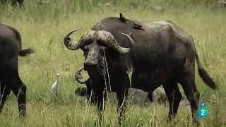 Documental. Leones vs Búfalos