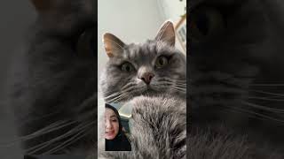 Sevimli Kedi Iş Basinda Sizi De Böyle Inatla Arayan Birileri Vardır