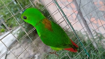 SERINDIT BREEDING/PEMBIAKAN BURUNG SERINDIT 2025