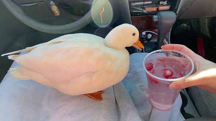 Duck Drinking Ten Minute ASMR