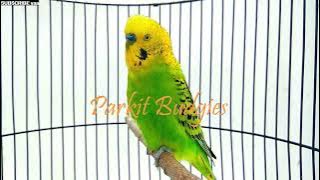 MASTERAN PARKIT GACOR ! full materi tembak beset crecet For murai C ijo anis kacer / Budgie Parakeet