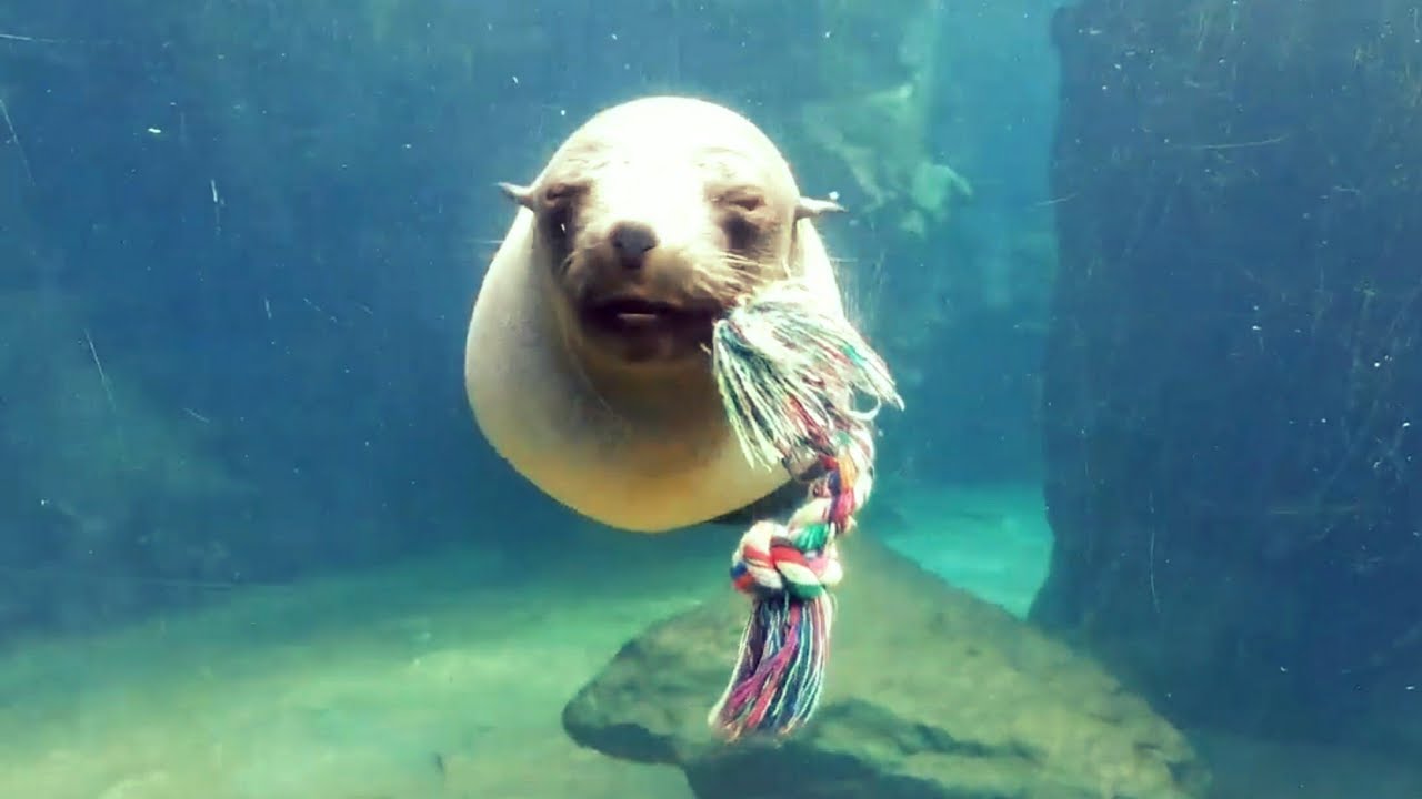 Der verspielte Seebär 