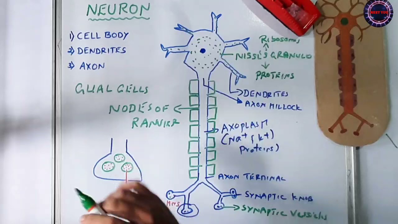 Neuron Structure explained in detail / Neural Control and Coordination NCERT 11th Standard