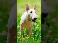 Bullterrier: Mut, Kraft und Schutz in einem Hund🏆