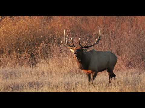 Elk Sunrise Bugling-8K-Wildlife Video/Photography-Jackson Hole/Grand Teton Park/Yellowstone Park